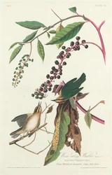 Paruline vermivore