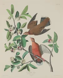 Tourterelle Zenaida