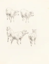 Cinq moutons