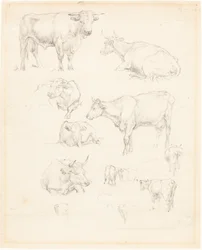 Études de bovins