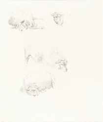 Études de Moutons