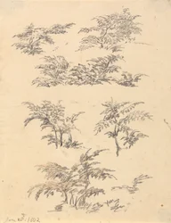 Étude de fougère