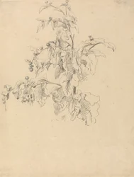 Étude de feuillage