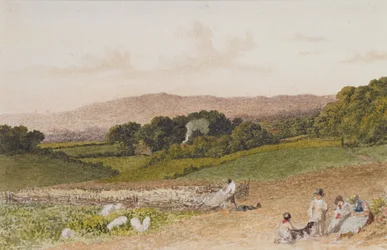 Le champ de navets