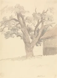 Noyer