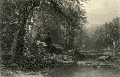 Les bois des Adirondacks