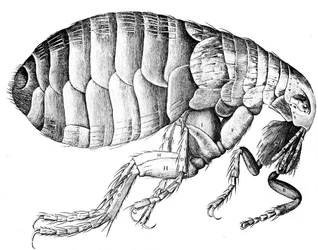 Puce, insecte parasite suceur de sang sans ailes, 1665