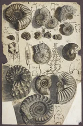 Pierres de serpent (ammonites)