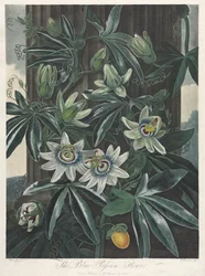Le Temple de Flora, ou Jardin de la Nature : La Fleur de la Passion Bleue, 1800