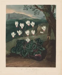 Le temple de Flora, ou Jardin de la nature : Le Cyclamen persan