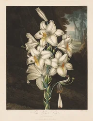 Le Temple de Flora, ou Jardin de la Nature : Le Lys blanc à feuilles panachées