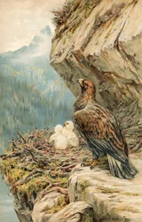 Enfants de la montagne