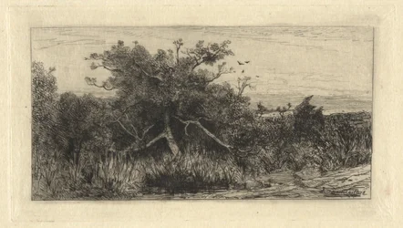 Arbre noueux