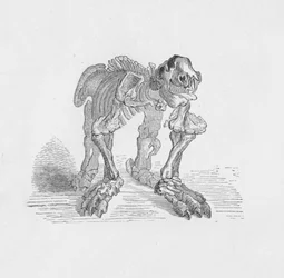 Squelette du Mégathérium, vers 1885, 1890