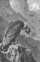 Le Condor, vers 1885, 1890