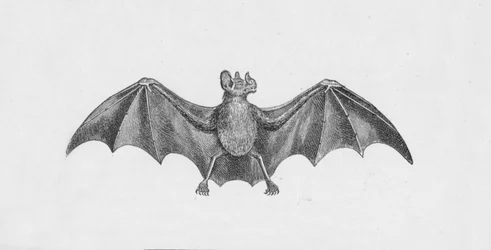 Chauve-souris vampire, vers 1885, 1890
