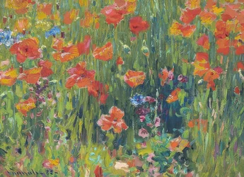 Coquelicots
