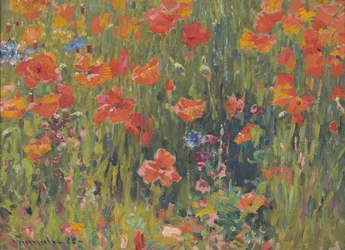 Coquelicots
