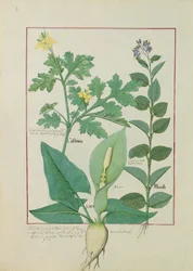 Grande Chélidoine ou Pavot, Solanum ou Morelle, et Aron, illustration du Livre des simples médecines par Mattheaus Platearius 113v