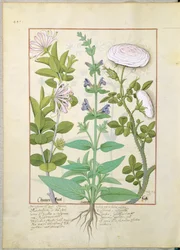 Chèvrefeuille, Sauge et Rose, illustration du Livre des simples médecines par Mattheaus Platearius 133v