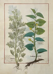 Illustration du Livre des simples médecines de Mattheaus Platearius