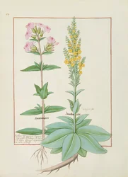 Illustration du Livre des Simples Médecines de Mattheaus Platearius