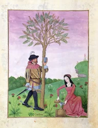 Lavande, Hellébore et un parent de la famille des Cucurbitacées, Illustration du Livre des simples médecines par Mattheaus Platearius 131r