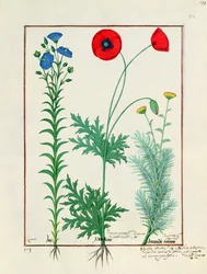 Linum, Coquelicots de jardin et Abrotanum, illustration du Livre des simples médecines, par Mattheaus Platearius