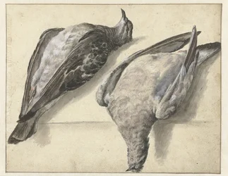 Deux pigeons morts