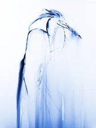 Héron bleu en vol