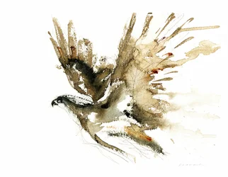 Aquarelle « Faucon en vol »
