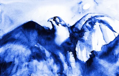Le faucon bleu en plein vol
