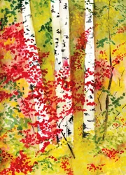 Des bouleaux aux couleurs chatoyantes en automne