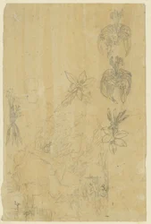 Études de fleurs et femmes se baignant