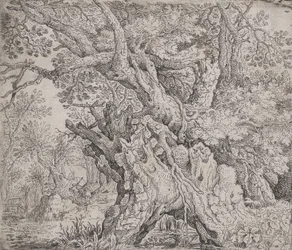 Arbre noueux