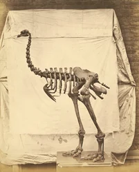 Dinornis Elephantopus Dinosaure