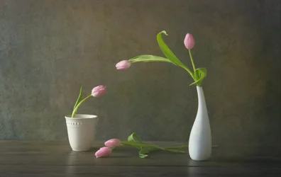 Nature morte aux élégantes tulipes roses
