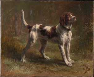 Un chien Limier Briquet