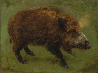 Français :  Le sanglier Wild boar