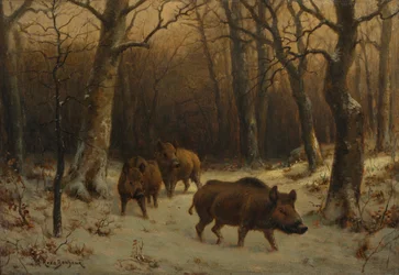 Français :  Sangliers dans la neige Wild Boars in the Snow