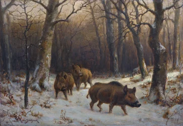 Français :  Sangliers dans la neige Wild Boars in the Snow