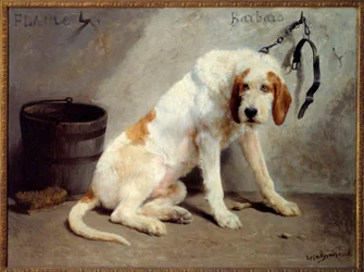 Le chien Barbaro après la chasse (Chien de chasse)