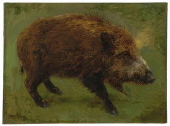 Le sanglier