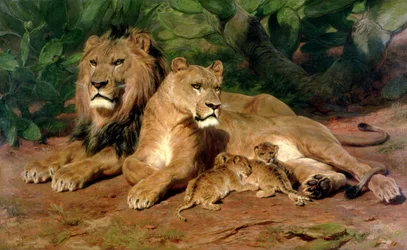 Les Lions chez eux