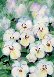 Délicates fleurs de pensée