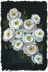 Élégants coquelicots blancs
