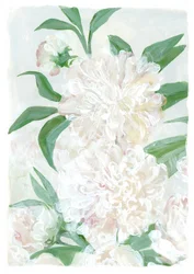 Pivoines blanches fraîches