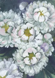 Pivoines blanches délicates