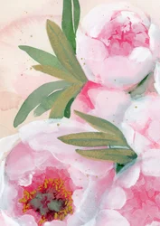 Fleurs de pivoine à l