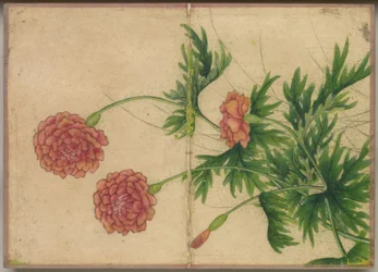 Flower and Bird Paintings (Peony) / Album de table : Peintures de fleurs et d